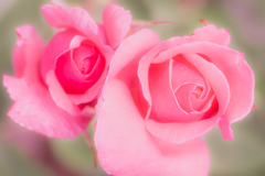'24 Spring Rose Ⅶ
