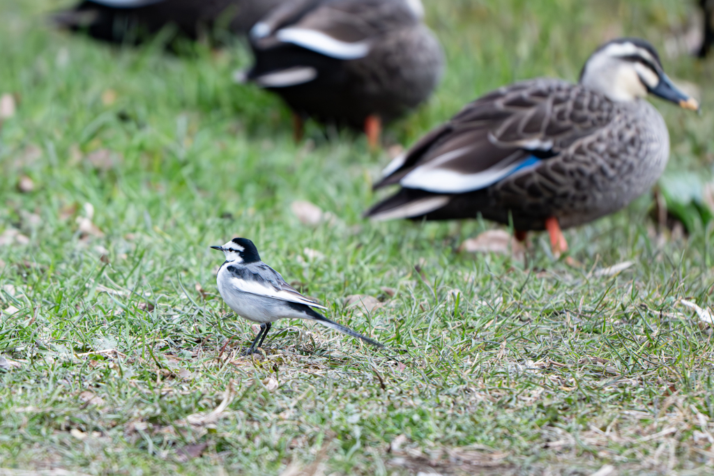 ハクセキレイ～探鳥散歩2026#6～