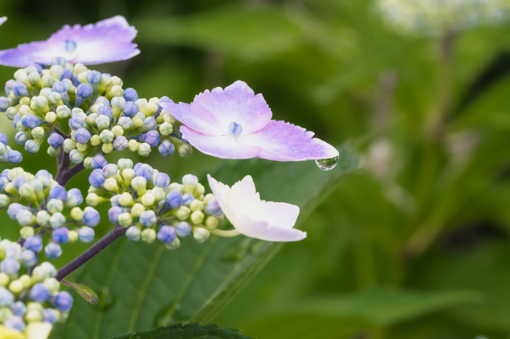 '24 紫陽花 Ⅰ