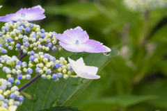 '24 紫陽花 Ⅰ