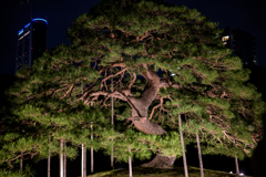 一つ松 ～秋の夜長の小石川後楽園 2025 #1～