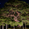 一つ松 ～秋の夜長の小石川後楽園 2025 #1～