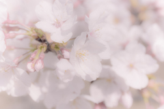 桜色Ⅲ