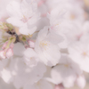 桜色Ⅲ