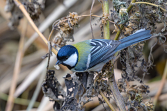 シジュウカラ ～探鳥散歩～
