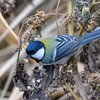 シジュウカラ ～探鳥散歩～