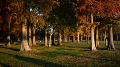 メタセコイアの森