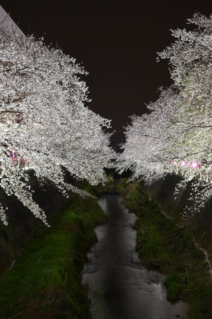 夜桜