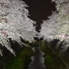 夜桜