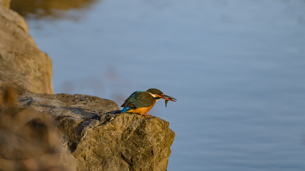 朝食 ～探鳥散歩～