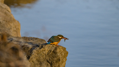 朝食 ～探鳥散歩～