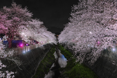 夜桜