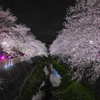 夜桜