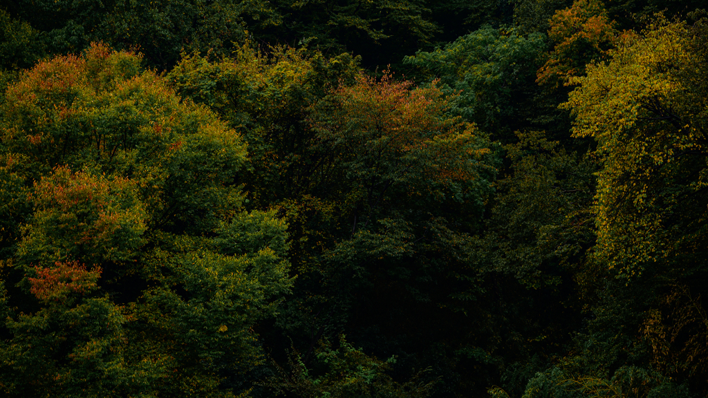 里山点描・秋 Ⅱ
