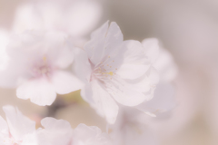 桜色Ⅳ