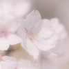 桜色Ⅳ