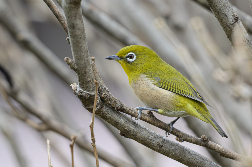 メジロ ～探鳥散歩～