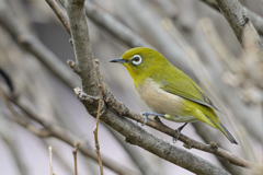 メジロ ～探鳥散歩～