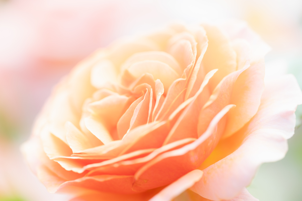 '24 Spring Rose Ⅱ