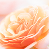 '24 Spring Rose Ⅱ