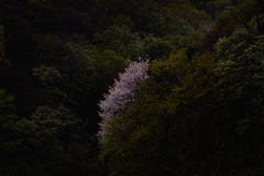 里山点描