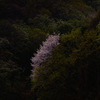 里山点描