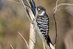 コゲラ ～探鳥散歩2026#3～