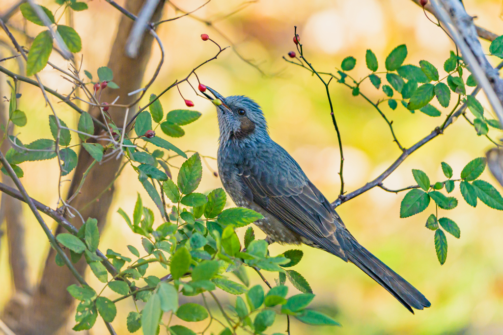 ヒヨドリ ～探鳥散歩～