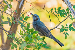 ヒヨドリ ～探鳥散歩～