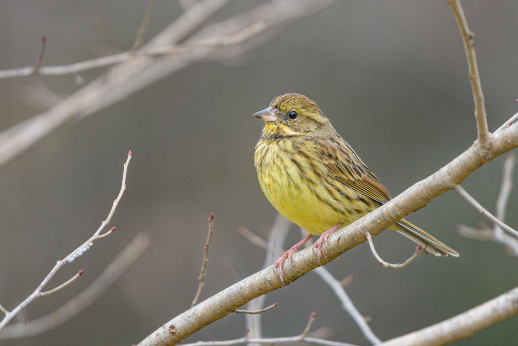 アオジ ～探鳥散歩～