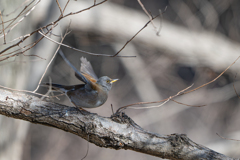 シロハラ～探鳥散歩2026#12～