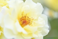 '24 Spring Rose Ⅲ