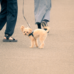 Street scene#151