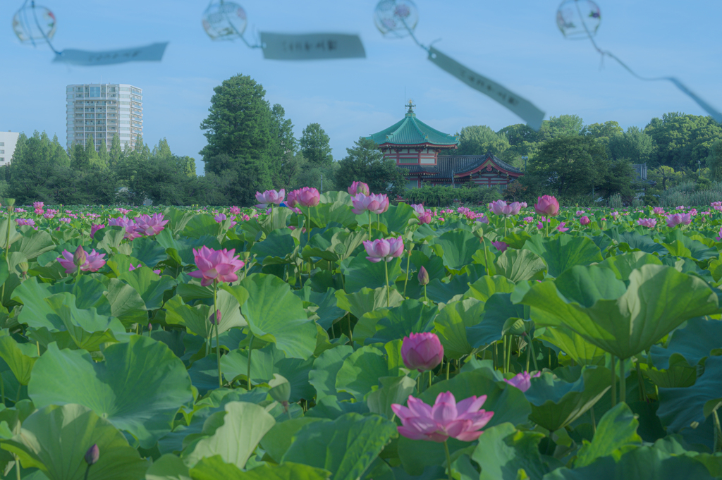 不忍池、夏