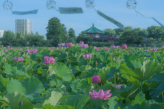 不忍池、夏