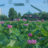 不忍池、夏