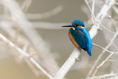 カワセミ ～探鳥散歩～