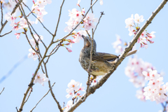 桜の頃～探鳥散歩2026#15～