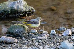 キセキレイ ～探鳥散歩～