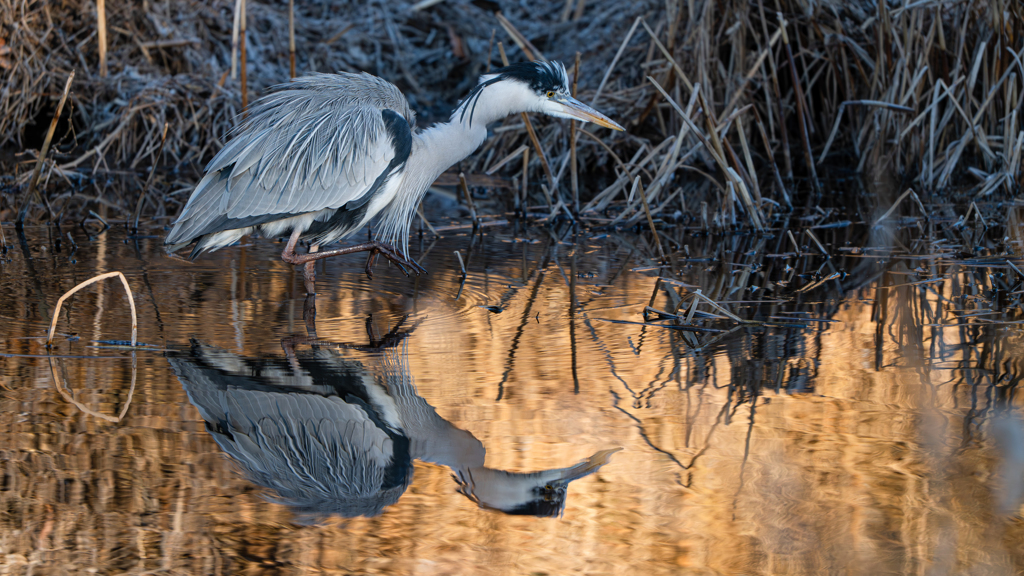 アオサギ～探鳥散歩2026#13～
