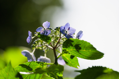 光と陰と紫陽花と