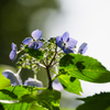 光と陰と紫陽花と