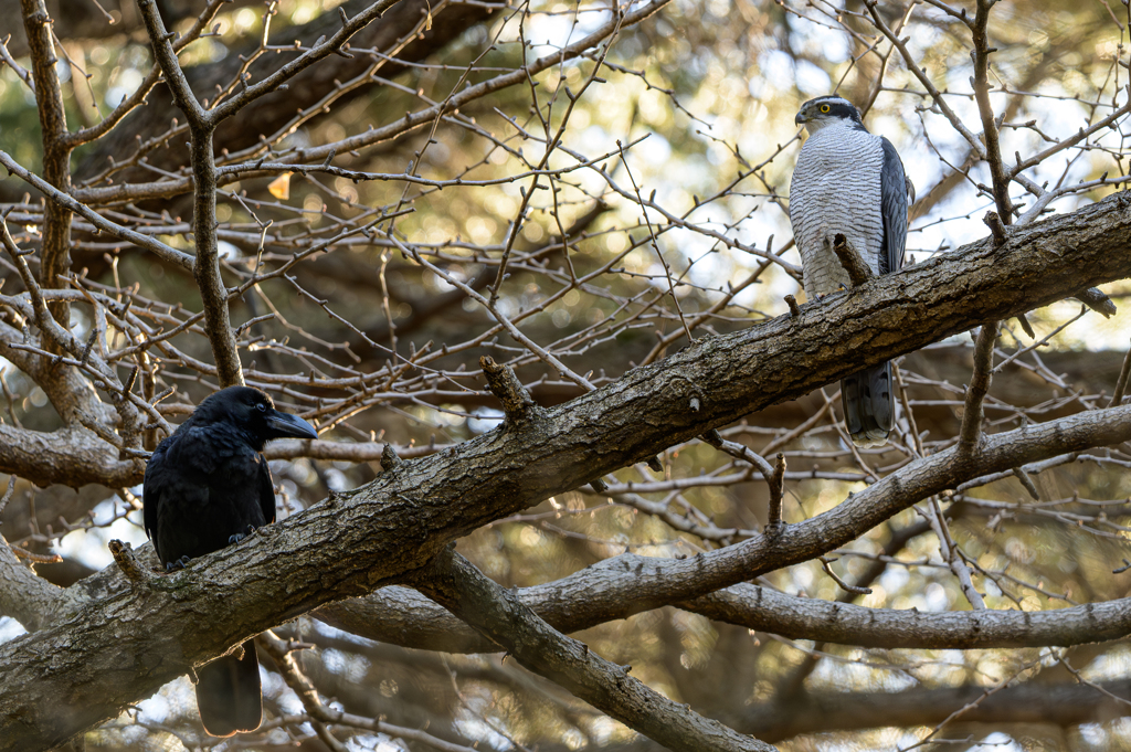 「ま～た面倒くさいのが絡んできた」 ～探鳥散歩～