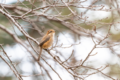 モズ～探鳥散歩2026#7～