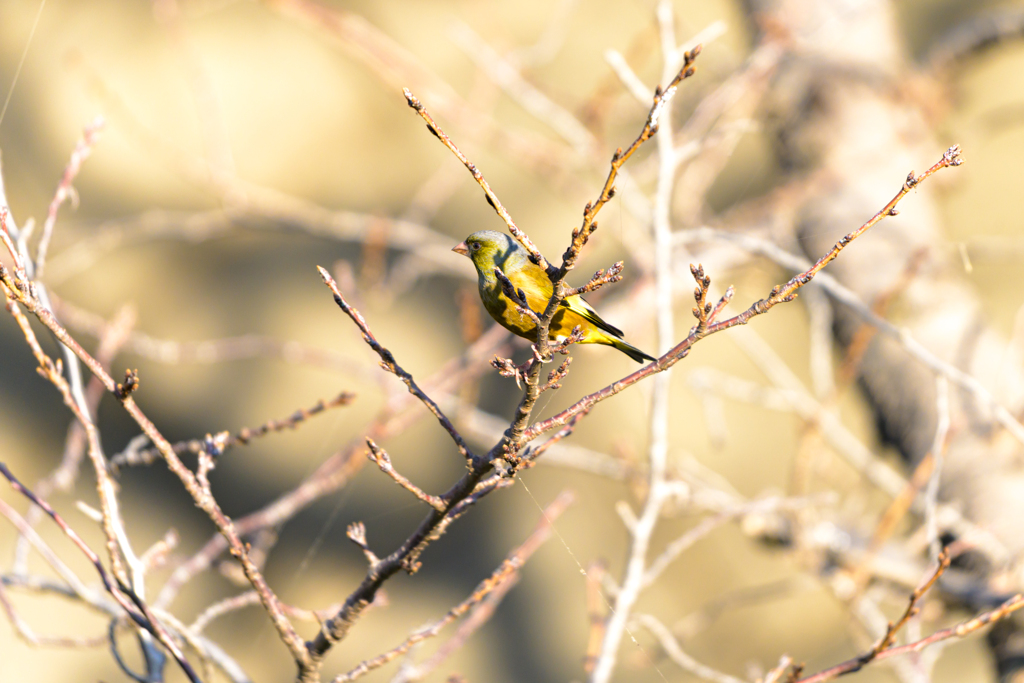 カワラヒワ ～探鳥散歩～