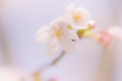 桜色Ⅱ