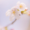 桜色Ⅱ