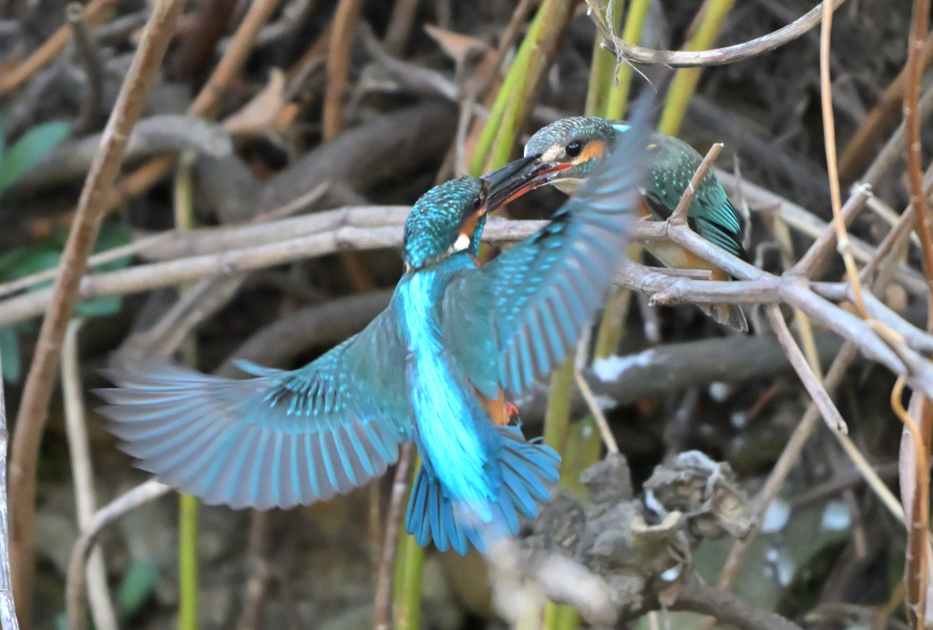 喧嘩すなっ！ ～探鳥散歩～