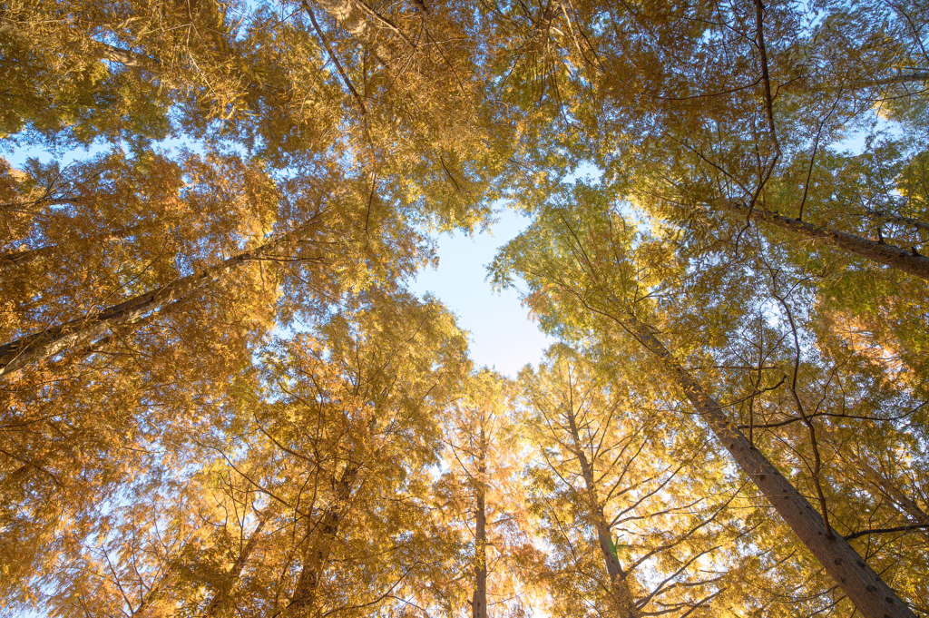 メタセコイアの森 Ⅱ