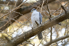 オオタカ ～探鳥散歩～